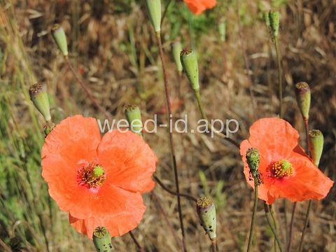 poppy, field